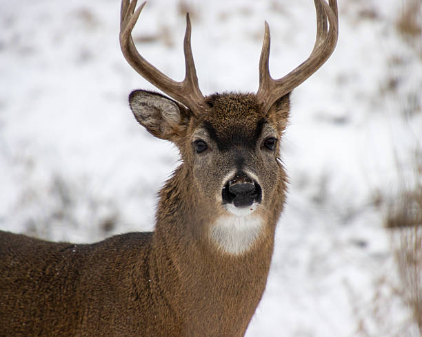 istock White tailed buck deer standing in snow during winter showcasing antlers and alert expression in its natural habitat 2212834169
