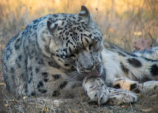Head of snow leopard