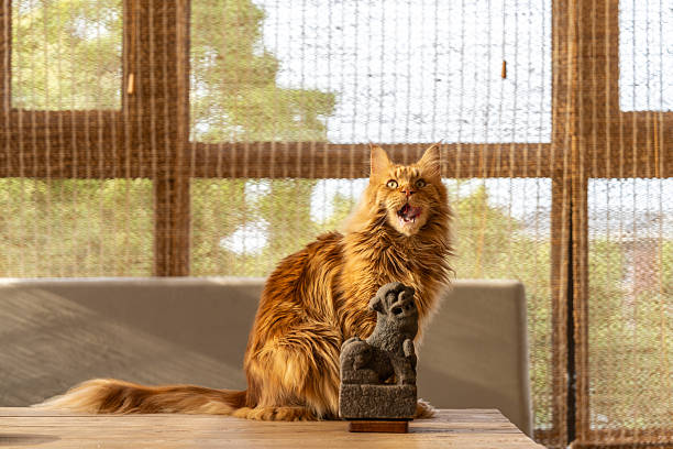 Classic red tabby maine coon cat.