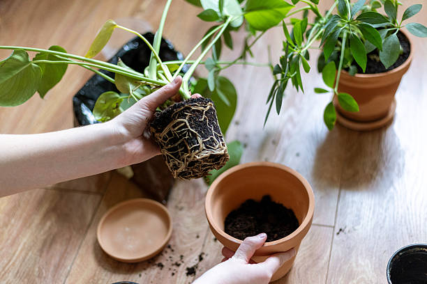 istock Hands Repotting Indoor Plant into a New Pot 2212834235