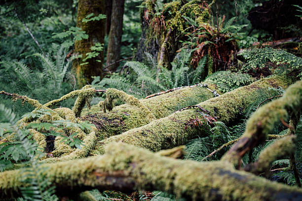 Campbell River, British Columbia, Canada – A tranquil forest scene with towering trees draped in thick, lush moss, creating an enchanting and serene atmosphere. The vibrant green moss contrasts with the deep forest surroundings, highlighting the beauty of the forest.