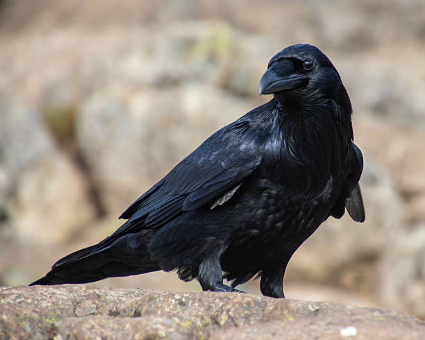 istock Raven perched on rocky surface observing its surroundings in a natural habitat 2212834473