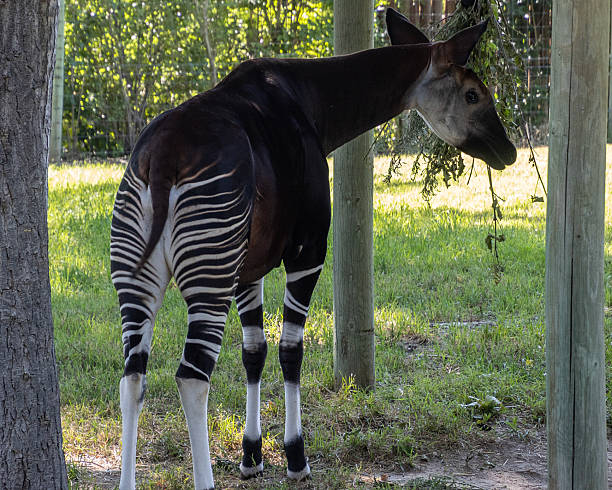istock Okapi standing in a natural habitat, showcasing its unique markings in a serene environment surrounded by trees 2212834721