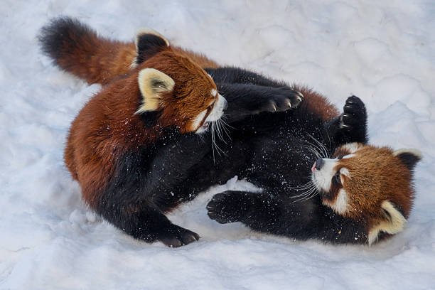 Two red pandas engage in playful sparring in a snowy area, showcasing their lively nature and behavior during winter months in a wildlife sanctuary setting.