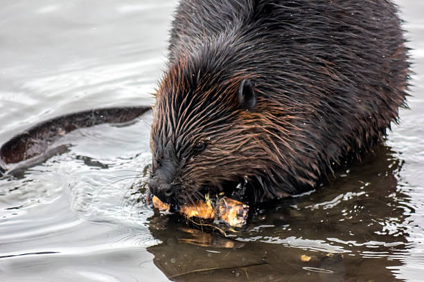 istock Beaver carrying a stick while swimming in a calm pond during late afternoon light in a natural habitat 2212835081