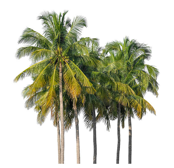 istock Group of coconut trees on white background 2212835784