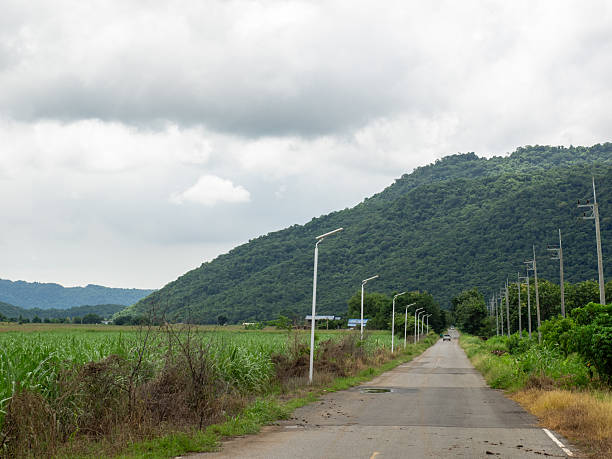 istock Country road with sugar cane fields on the side in the afternoon 2212835822