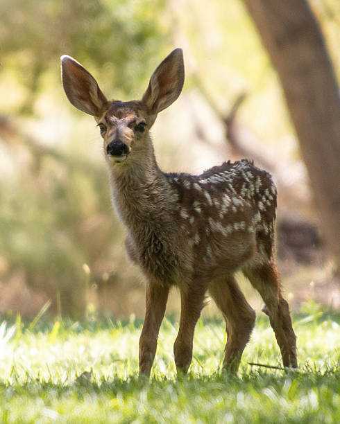 istock Young mule deer stands gracefully in a sunny meadow during springtime, showcasing its delicate features and playful spirit 2212836501
