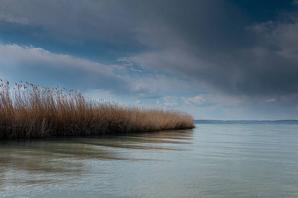 A dense reed bed lines one side of the image, adding texture and depth to the scene. The calm lake extends toward the horizon beneath a dramatic, cloud-filled sky.