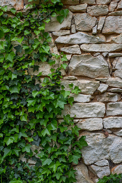 istock Background of a weathered stone wall with greenery growing on it. 2212839413