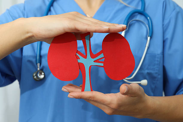 istock Kidneys in human hands, concept for national kidney day. 2212839804