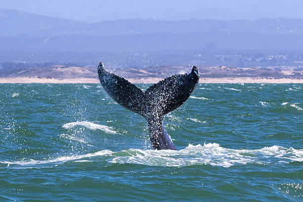 istock Humpback whale breaching; tail, spray in the air. 2212840462