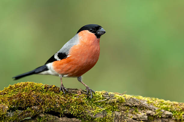 istock Eurasian bullfinch male ( Pyrrhula pyrrhula ) 2212840677