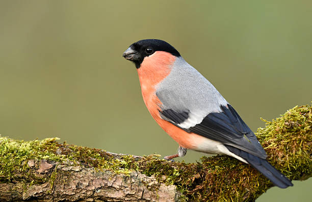istock Eurasian bullfinch male ( Pyrrhula pyrrhula ) 2212840749