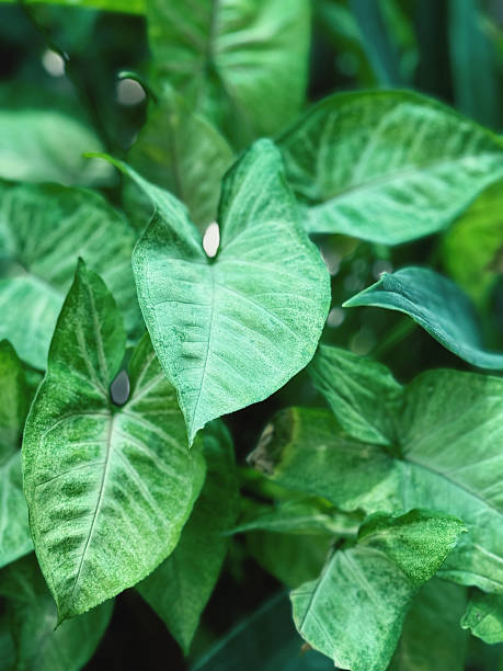istock Tropical green leaf texture background. Close up of green leaf texture. 2212840882