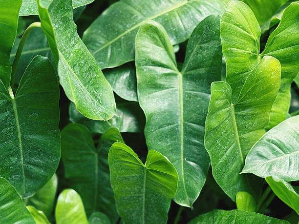 istock Tropical green leaf texture background. Close up of green leaf texture. 2212840887