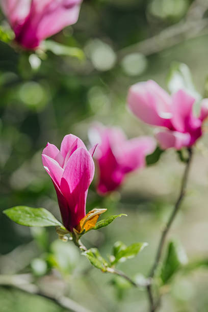 Blooming magnolia flowers in vibrant pink hues during springtime