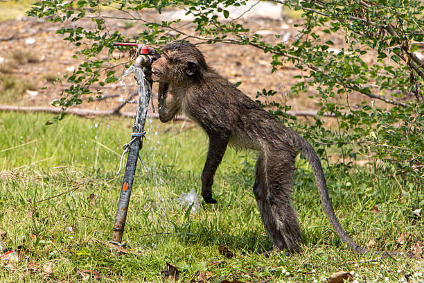 Macaque drinks water from a pipe with a tap, Thai countryside.