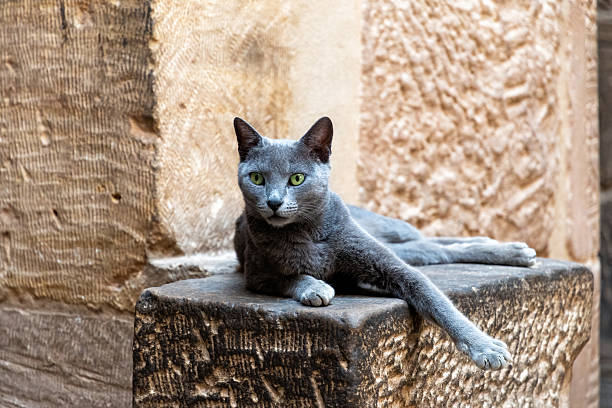 istock Beautiful grey cat with striking green eyes lounges on a textured stone 2212842874