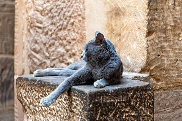 istock A sleek grey cat lounges gracefully on a weathered stone block 2212842884