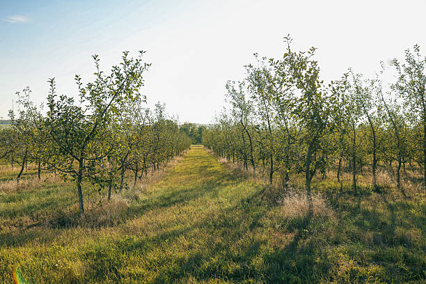 Young apple orchard, harvest concept.