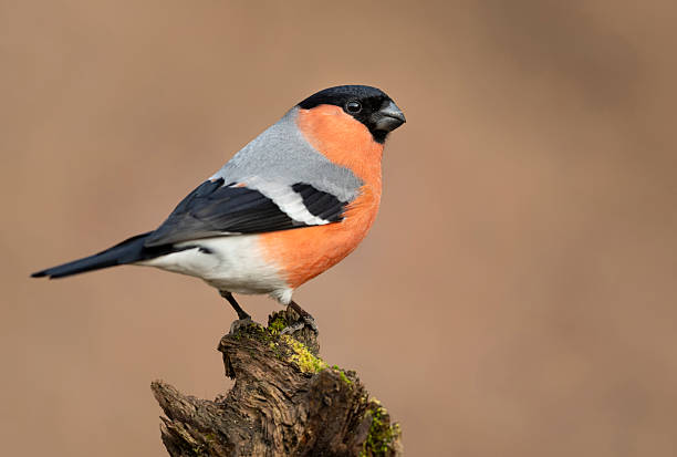istock Eurasian bullfinch male ( Pyrrhula pyrrhula ) 2212844856