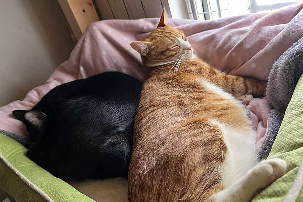 istock two domestic tabby cat and black cat sleep together on a bed 2212844939