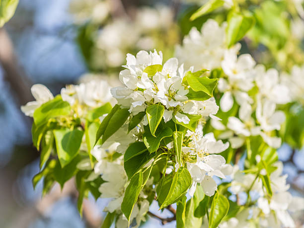 istock White blossoming apple trees. White apple tree flowers 2212845056