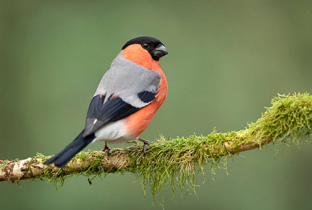 istock Eurasian bullfinch male ( Pyrrhula pyrrhula ) 2212845316