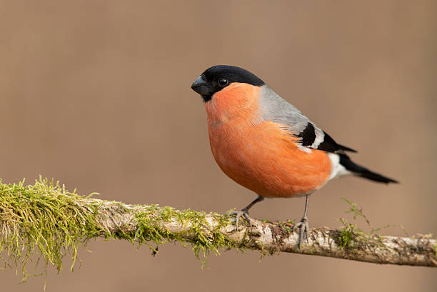 istock Eurasian bullfinch male ( Pyrrhula pyrrhula ) 2212845772