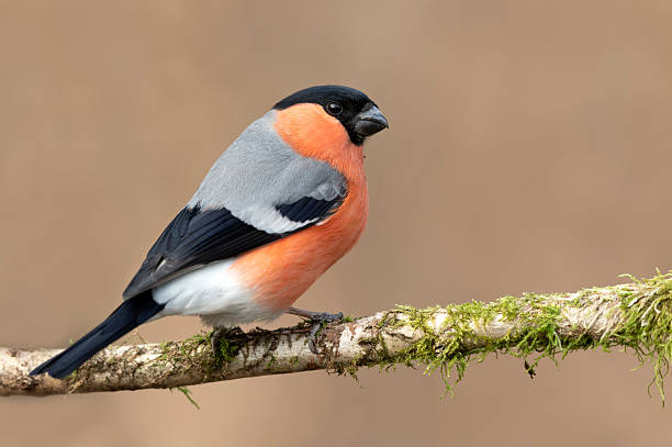 istock Eurasian bullfinch male ( Pyrrhula pyrrhula ) 2212846511
