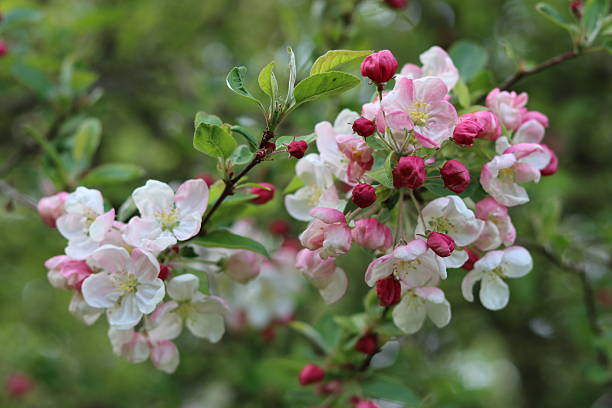 istock White and pink blossom on an apple tree in spring 2212847996