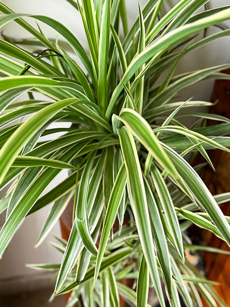 istock Image of indoor spider plants display / specimen chlorophytum comosum, trailing babies, baby plants 2212848103