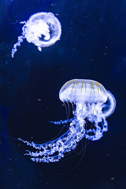 istock Jellyfish in the Deep Sea 2212848362
