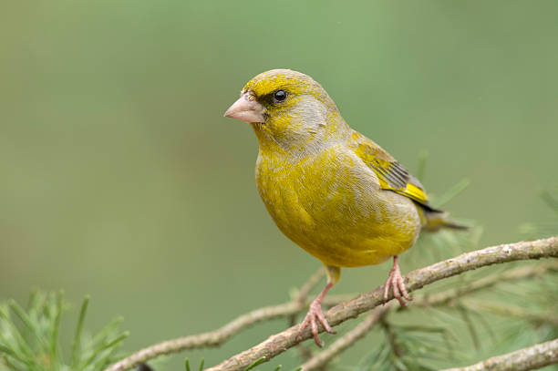 istock European Greenfinch bird ( Carduelis chloris ) 2212849759