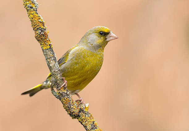 istock European Greenfinch bird ( Carduelis chloris ) 2212849762