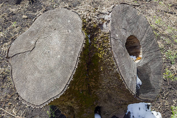 High double stump of the old thick ash tree with bark overgrown with moss and with hollow in one of the trunks, top view close-up in sunny spring day