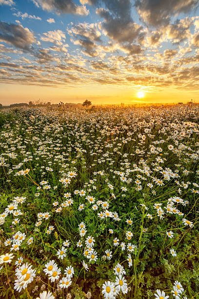 istock Beautiful summer sunrise over daisy flowers field 2212850337