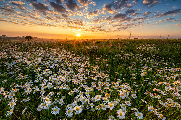 istock Beautiful summer sunrise over daisy flowers field 2212850442