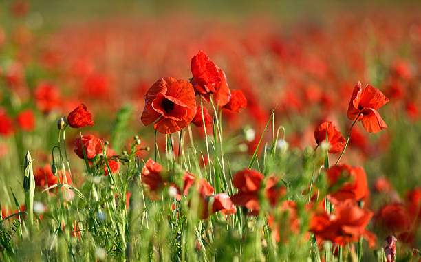 istock Red poppy flowers nature background 2212851156