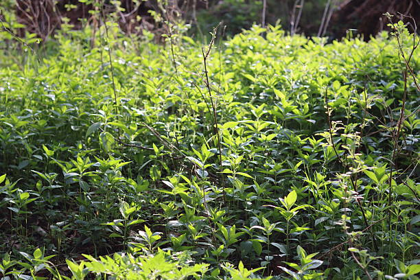 Lush undergrowth in a woodland illuminated by sunlight