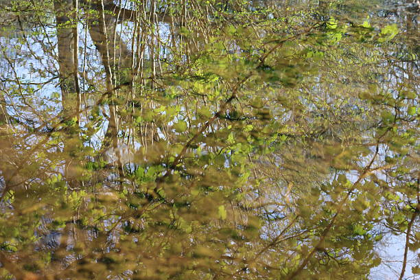 Looking through clear water onto a river bed lined with stones, with trees reflected in the water