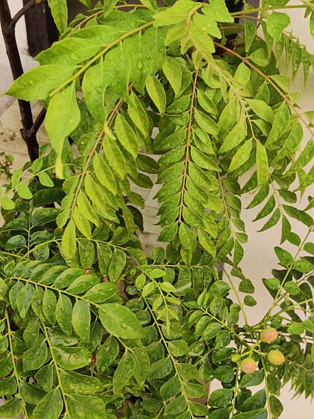 Freshly watered curry leaves - HD stock photo