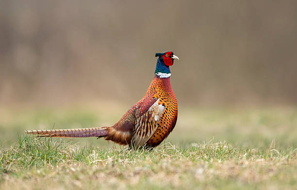 istock Ringneck Pheasant (Phasianus colchicus) male close up 2212851959