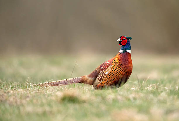 istock Ringneck Pheasant (Phasianus colchicus) male close up 2212852220