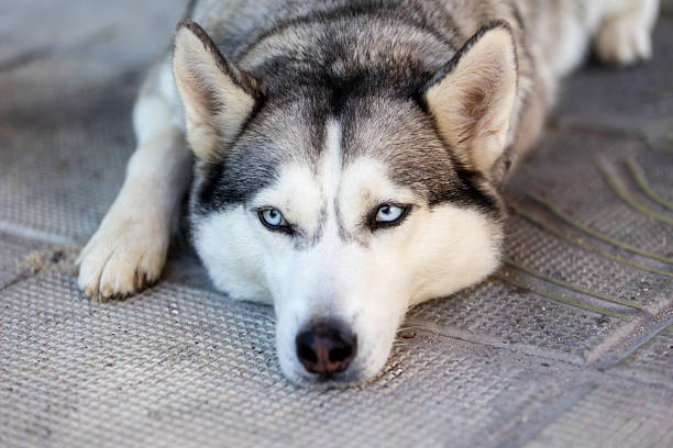 Purebred Siberian Husky dog lying down head portrait, close-up