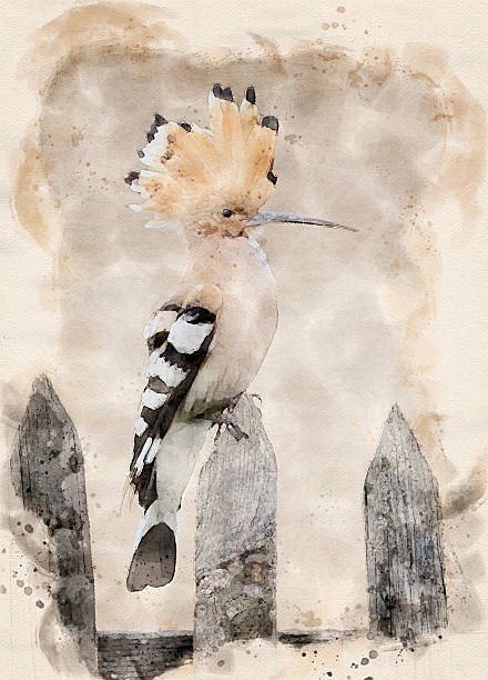istock Eurasian hoopoe bird ( Upupa epops ) close up 2212853810