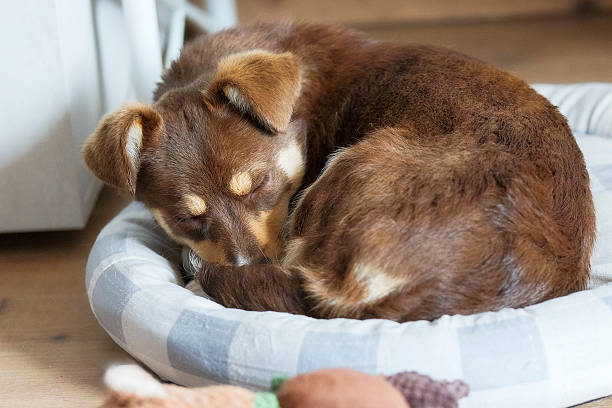 istock Brown sleeping puppy in a dog bed 2212853906
