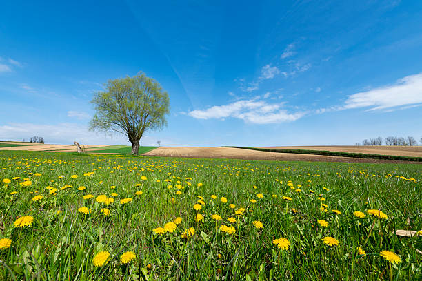 Beautiful spring landscape with yellow dandelion flowers and lonely willow tree