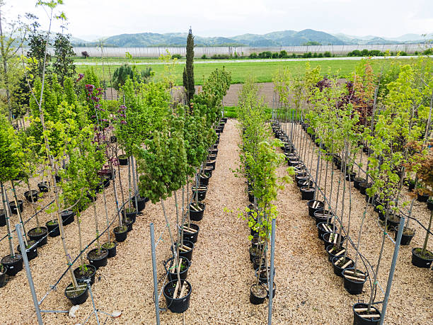 Aerial view of a nursery with rows of potted trees and plants. The landscape features green fields and mountains in the background, showcasing a variety of tree species in a well-organized layout.